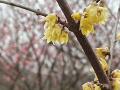 -香雪海
