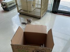 -乐琪宠物医院·犬猫专科·骨外科·急重症