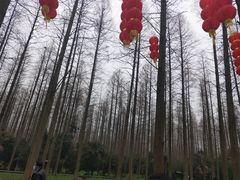 -东平国家森林公园