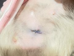-纳吉亚猫专科动物医院·北北分院