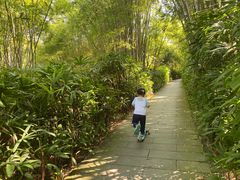 -大屏嶂森林公园
