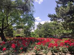 -莲花池公园