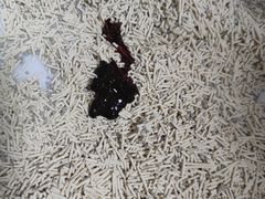 -宠爱国际动物医院·消化内科·心肾内科·ISFM猫友好(望京店)