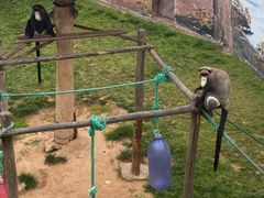 -西霞口神雕山野生动物世界