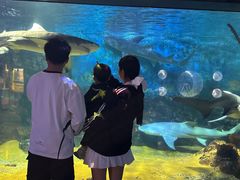 -烟台海昌鲸鲨海洋公园