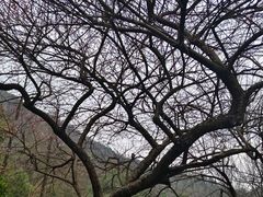 -桃花岭景区