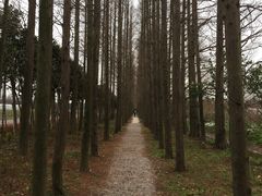 -上海长兴岛郊野公园