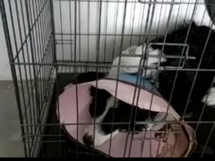 -菲丽丝宠物医院·24小时·猫科中心·免疫点(淮海分院)