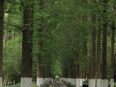 -合肥滨湖国家森林公园