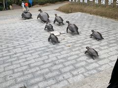 -广东惠东海龟国家级自然保护区