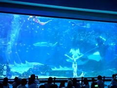 -海合安成都极地海洋公园