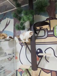 -小象动悟公园(龙湖亦庄天街店)