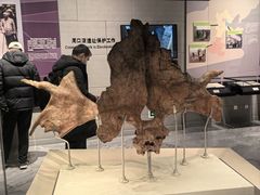 -北京周口店北京人遗址博物馆