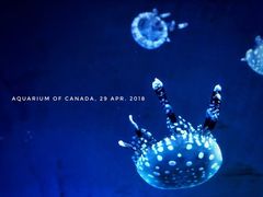 -瑞普利水族馆
