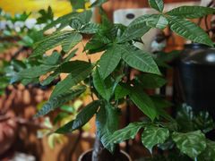 -云之南(八里庄店)