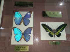 -上海昆虫博物馆