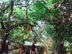 -Chom Cafe and Restaurant