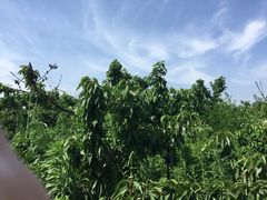 iphone_upload_pic-阿林有机农庄