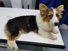 -达爱动物医院·犬猫分区·CT·复杂眼科(远洋山水分院)