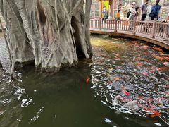 -南宫五洲植物乐园