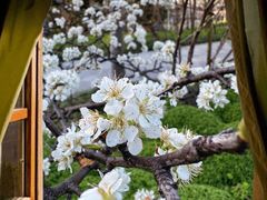 -新虹桥中心花园