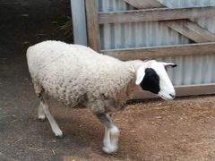 -费瑟代尔野生动物园