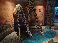 -上海海洋水族馆