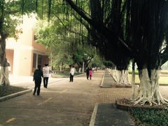 -中山大学学者灵芝(园南路店)