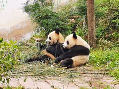 -中国大熊猫保护研究中心雅安碧峰峡基地