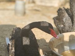 -清风小镇闯关东影视基地