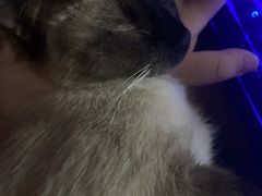 -联合动物医院(光谷诊疗中心)