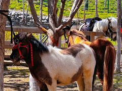 -水上乐园·欢乐世界