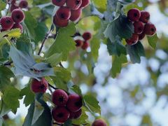 -西安华清御汤酒店