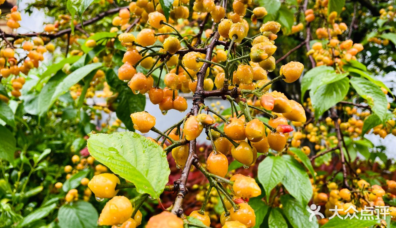 紅了櫻桃綠了芭蕉