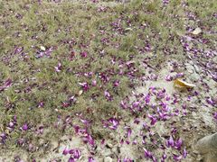 -广东花都湖国家湿地公园