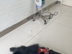 -派美特宠物医院·核磁CT·骨科肿瘤·疑难转诊(沈农禾丰店)