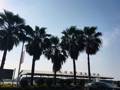 -大湾区中央湿地公园-十九涌