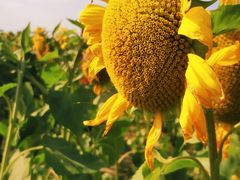 -映月湖中央公园