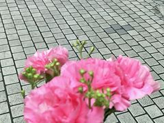 -花草间花行(法华镇路店)