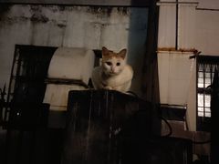 -猫岛主趣味餐厅(鼓浪屿店)