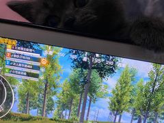 -喵百万·布偶·蓝金金渐层英短·猫舍(百子湾店)