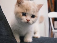 -欣宠猫屋·矮脚拿破仑·蓝金金渐层