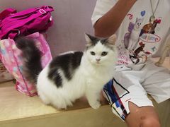 -more than meow吴止猫主题餐厅(承德 中船汇店)