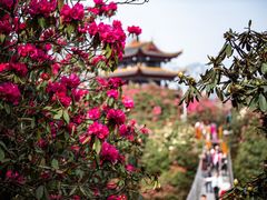 -贵州百里杜鹃风景名胜区