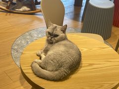 -米乐乖乖猫咪咖啡馆·猫咖(深圳湾后海汇店)