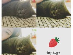 -海边的猫和咖啡馆