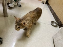 -瑞鹏宠物医院·骨科·猫科·内科(第一中心)