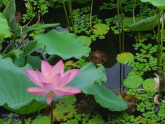 -荔湾湖公园