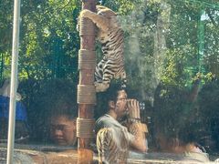 -上海野生动物园老虎餐厅