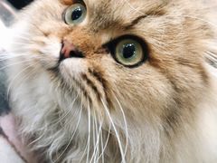 -猫亿天猫咖